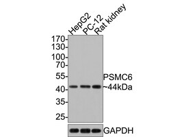 Invitrogen PSMC6 Polyclonal Antibody 100 &mu;L; Unconjugated:Antibodies,