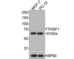 Invitrogen YTHDF1 Polyclonal Antibody 100 &mu;L; Unconjugated:Antibodies,