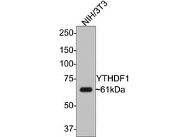 Invitrogen YTHDF1 Polyclonal Antibody 100 &mu;L; Unconjugated:Antibodies,