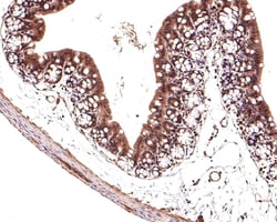 Invitrogen TMED5 Polyclonal Antibody 100 &mu;L; Unconjugated:Antibodies,
