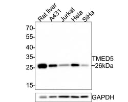 Invitrogen TMED5 Polyclonal Antibody 100 &mu;L; Unconjugated:Antibodies,