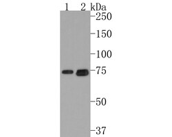 Invitrogen TCCR Polyclonal Antibody 100 &mu;L; Unconjugated:Antibodies,