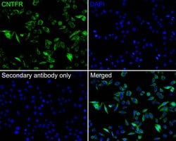 Invitrogen CNTFR Polyclonal Antibody 100 μL; Unconjugated:Antibodies,