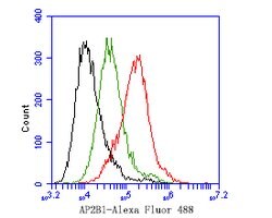 Invitrogen beta-1,2 Adaptin Polyclonal Antibody 100 &mu;L; Unconjugated:Antibodies,
