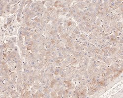 Invitrogen beta-1,2 Adaptin Polyclonal Antibody 100 &mu;L; Unconjugated:Antibodies,