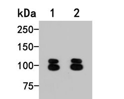 Invitrogen beta-1,2 Adaptin Polyclonal Antibody 100 &mu;L; Unconjugated:Antibodies,