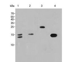 Invitrogen Histone H3 Polyclonal Antibody 100 &mu;L | Buy Online | Invitrogen&trade; | Fisher Scientific