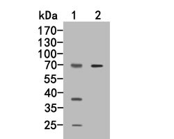 Invitrogen CD244 Polyclonal Antibody 100 &mu;L; Unconjugated:Antibodies,