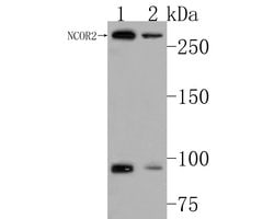 Invitrogen NCoR2 Polyclonal Antibody 100 &mu;L; Unconjugated:Antibodies,