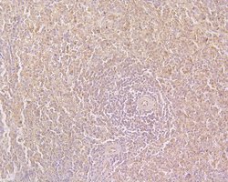 Invitrogen CD244 Polyclonal Antibody 100 μL; Unconjugated:Antibodies,