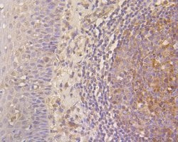 Invitrogen CD244 Polyclonal Antibody 100 μL; Unconjugated:Antibodies,