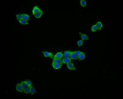 Invitrogen IL-28A Polyclonal Antibody 100 &mu;L; Unconjugated:Antibodies,