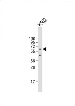 Invitrogen AMPK alpha-1 Polyclonal Antibody 400 &mu;L | Buy Online | Invitrogen&trade; | Fisher Scientific