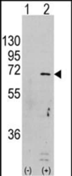 Invitrogen AMPK alpha-1 Polyclonal Antibody 400 &mu;L | Buy Online | Invitrogen&trade; | Fisher Scientific