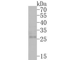 Invitrogen Claudin 18 Polyclonal Antibody 100 &mu;L; Unconjugated:Antibodies,