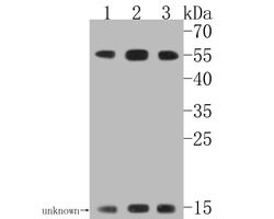 Invitrogen RAD52 Polyclonal Antibody 100 μL; Unconjugated:Antibodies,