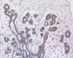 Invitrogen RANBP1 Polyclonal Antibody 100 &mu;L; Unconjugated:Antibodies,