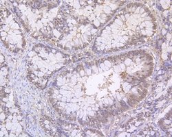 Invitrogen RANBP1 Polyclonal Antibody 100 &mu;L; Unconjugated:Antibodies,