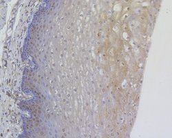 Invitrogen RANBP1 Polyclonal Antibody 100 &mu;L; Unconjugated:Antibodies,