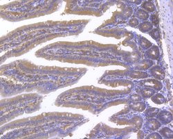 Invitrogen RANBP1 Polyclonal Antibody 100 &mu;L; Unconjugated:Antibodies,