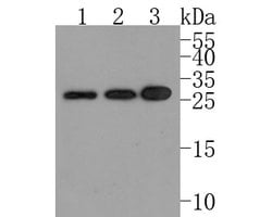 Invitrogen RANBP1 Polyclonal Antibody 100 &mu;L; Unconjugated:Antibodies,