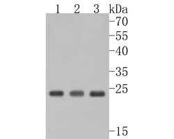 Invitrogen RhoGDI Polyclonal Antibody 100 &mu;L | Buy Online | Invitrogen&trade; | Fisher Scientific