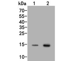 Invitrogen H3K18ac Polyclonal Antibody 100 &mu;L; Unconjugated:Antibodies,