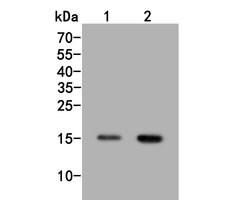 Invitrogen H3K18ac Polyclonal Antibody 100 &mu;L; Unconjugated:Antibodies,