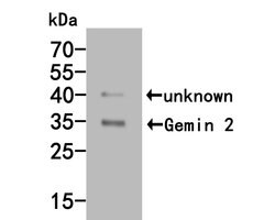 Invitrogen Gemin 2 Polyclonal Antibody 100 &mu;L | Buy Online | Invitrogen&trade; | Fisher Scientific