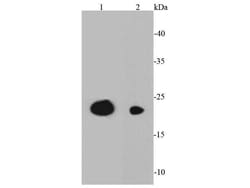 Invitrogen CD3 epsilon Polyclonal Antibody 100 &mu;L; Unconjugated:Antibodies,