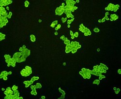 PUMA alpha/beta Polyclonal Antibody:Antibodies, Polyclonal