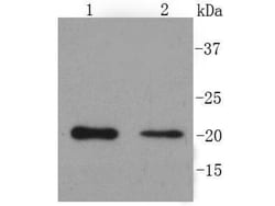 PUMA alpha/beta Polyclonal Antibody:Antibodies, Polyclonal