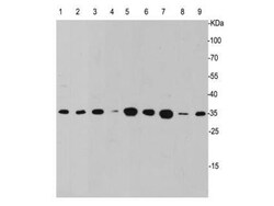 Invitrogen Caspase 3 Polyclonal Antibody 100 &mu;L; Unconjugated:Antibodies,