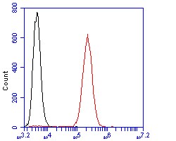 Invitrogen SynGAP Polyclonal Antibody 100 &mu;L; Unconjugated:Antibodies,