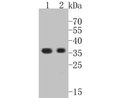 Invitrogen Claudin 18 Polyclonal Antibody 100 &mu;L; Unconjugated:Antibodies,