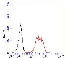 Invitrogen PAX8 Polyclonal Antibody 100 &mu;L; Unconjugated:Antibodies,