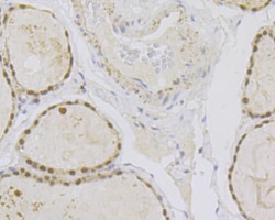 Invitrogen PAX8 Polyclonal Antibody 100 &mu;L; Unconjugated:Antibodies,