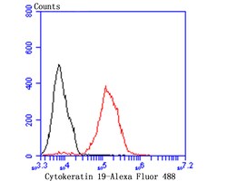 Cytokeratin 19 Polyclonal Antibody:Antibodies, Polyclonal