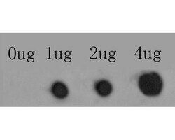 Invitrogen IP3 Receptor 2 Polyclonal Antibody 100 &mu;L; Unconjugated:Antibodies,