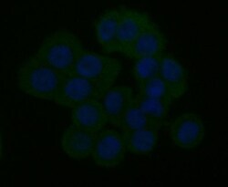 Invitrogen IP3 Receptor 2 Polyclonal Antibody 100 &mu;L; Unconjugated:Antibodies,