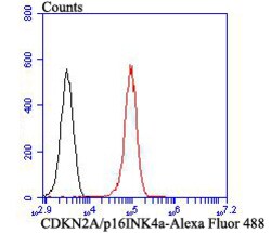 Invitrogen p16INK4a Polyclonal Antibody 100 μL; Unconjugated:Antibodies,