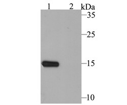 Invitrogen p16INK4a Polyclonal Antibody 100 μL; Unconjugated:Antibodies,