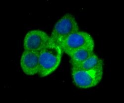 Invitrogen B7-H3 (CD276) Polyclonal Antibody 100 &mu;L; Unconjugated:Antibodies,