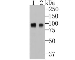 Invitrogen B7-H3 (CD276) Polyclonal Antibody 100 &mu;L; Unconjugated:Antibodies,