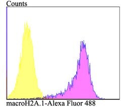 Invitrogen Histone Macro-H2A.1 Polyclonal Antibody 100 &mu;L; Unconjugated:Antibodies,