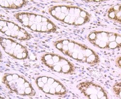 Invitrogen Histone Macro-H2A.1 Polyclonal Antibody 100 &mu;L; Unconjugated:Antibodies,