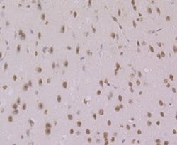 Invitrogen Histone Macro-H2A.1 Polyclonal Antibody 100 &mu;L; Unconjugated:Antibodies,