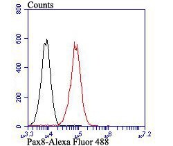 Invitrogen PAX8 Polyclonal Antibody 100 &mu;L; Unconjugated:Antibodies,
