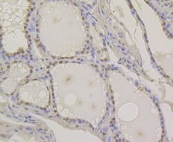 Invitrogen PAX8 Polyclonal Antibody 100 &mu;L; Unconjugated:Antibodies,