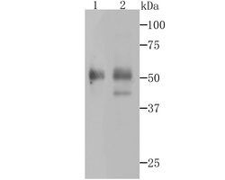 Invitrogen PAX8 Polyclonal Antibody 100 &mu;L; Unconjugated:Antibodies,